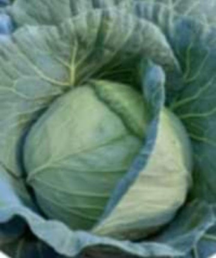 Green Cabbage