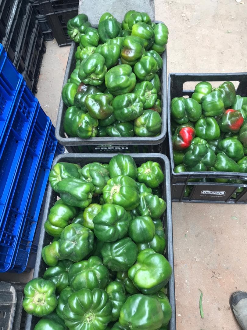 Green Bell Peppers