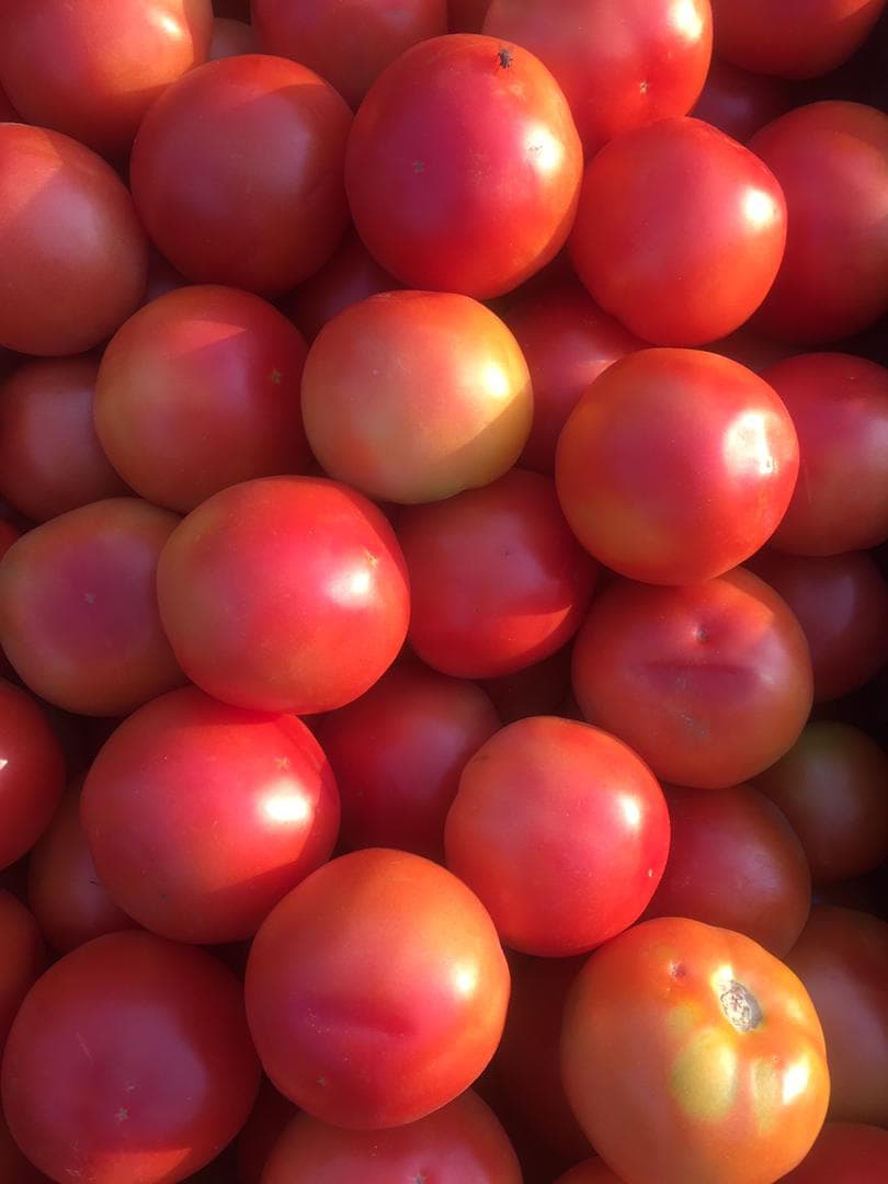 Fresh tomatoes